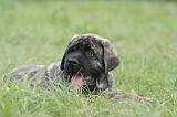 MASTIFF 032